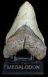 Bargain, Megalodon Tooth - North Carolina #45613-1